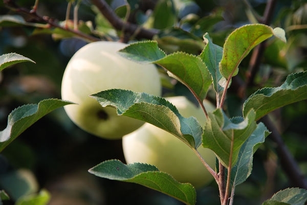 nEO_IMG_DSC_2500.jpg